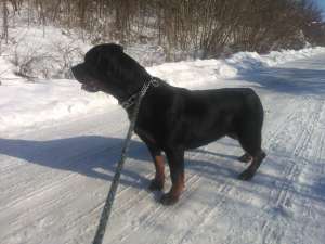 Rottweiler