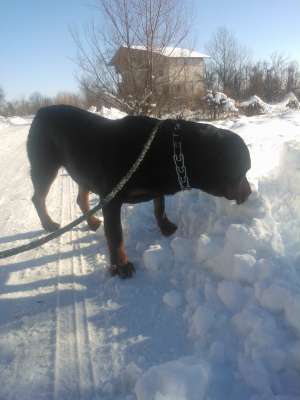 Rottweiler