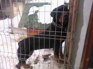 Rottweiler