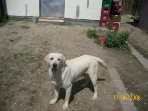 caut femela labrador monta