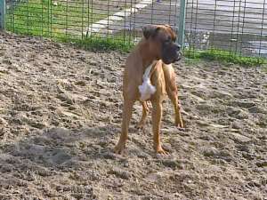 Ofer spre monta boxer german