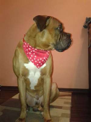 Ofer spre monta boxer german