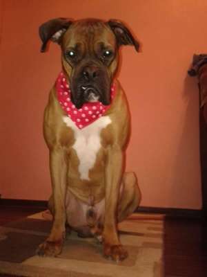 Ofer spre monta boxer german