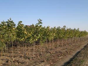vand platani,       prunus nigra,       salcie din pepiniera proprie