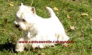 westie cu pedigree