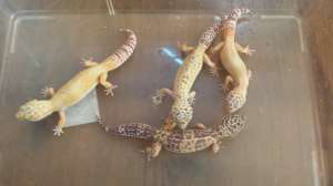 Gecko leopard