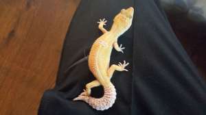 Gecko leopard