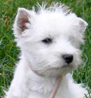 westie cu pedigree