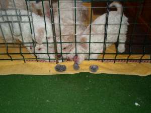 Lagotto Romagnolo