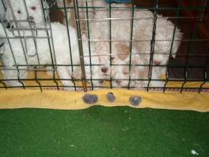 Lagotto Romagnolo