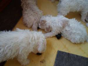 Lagotto Romagnolo