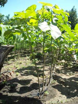 Catalpa Bignonioides