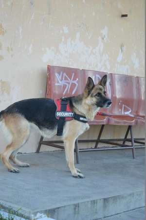 Vand Pui Ciobanesc German Arad