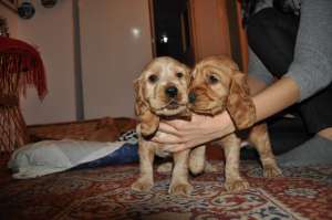 Vand puiuti English Cocker Spaniel Auriu