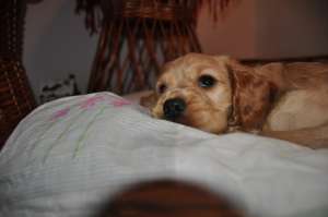Vand puiuti English Cocker Spaniel Auriu