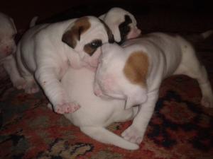 vand bulldog american