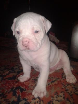 vand bulldog american