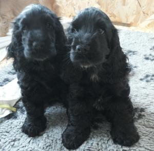 Vand pui english cocker spaniel