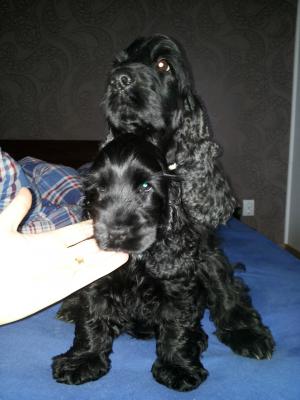 Vand pui english cocker spaniel