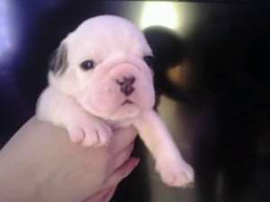pui buldog englez cu pedigree