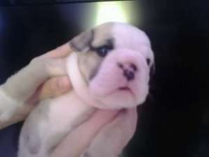 pui buldog englez cu pedigree