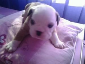 pui buldog englez cu pedigree