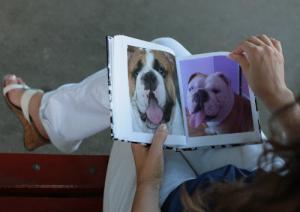 pui buldog englez cu pedigree