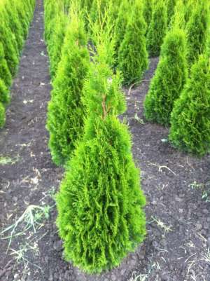 Plante ornamentale