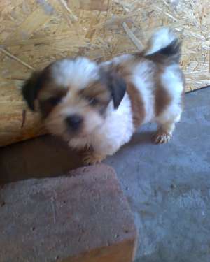 vand catei rasa shih-tzu la pret mic
