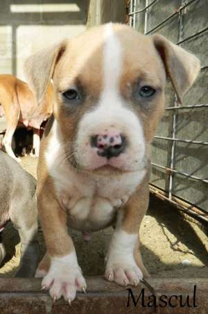 Pui Asmtaff cu PEDIGREE