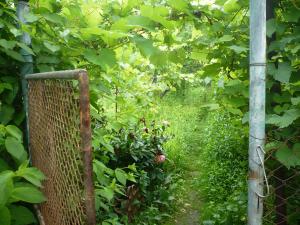 Vand casa mare cu gradina generoasa in Deva,   ultracentral. Accept schimburi