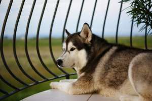 monta husky siberian