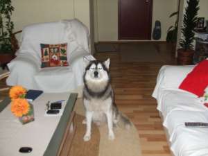 monta husky siberian