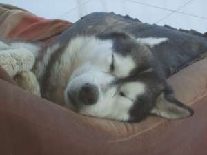 monta husky siberian