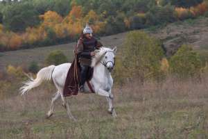 Ofer pentru monta armasar Shagy Arab( El-Sbaa XV-16)