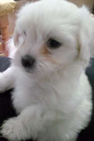 Pui Bichon Maltez