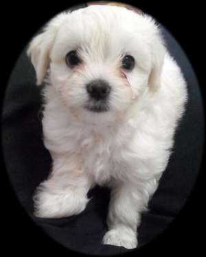Pui Bichon Maltez