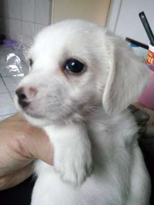 Pui Labrador