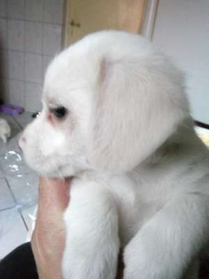Pui Labrador