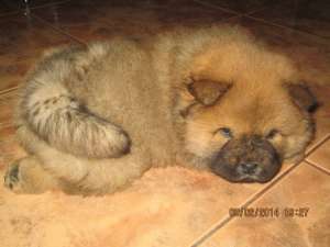 VAND PUI CHOW CHOW