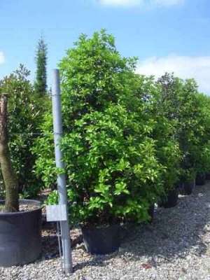 Vand Osmanthus