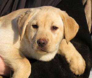 pui de labrador retriever