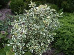 Vand cornus alba