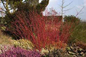 Vand cornus alba