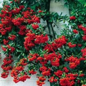 Vand Piracanta ( Pyracantha )