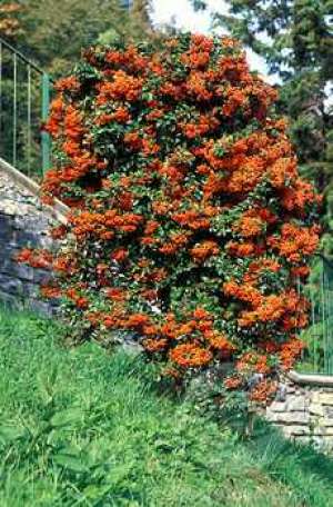 Vand Piracanta ( Pyracantha )