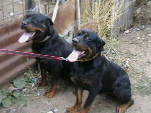 Femela rottweiler, trei ani si jumatate