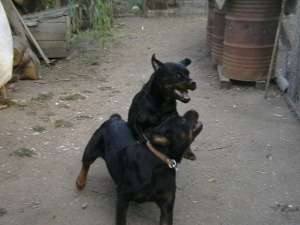 Femela rottweiler, trei ani si jumatate