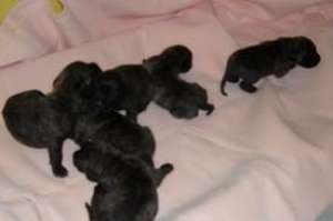 presa canario pui 6 saptamani