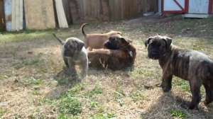 presa canario pui 6 saptamani